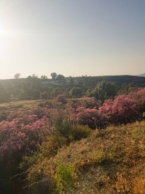 Zakkum çiçekleriyle dolu yemyeşil bir vadi. Zakkumlar parlak pembe renktedir ve yemyeşil ağaçlarla çevrilidir. Fotoğraf yazın çekildi ve gökyüzü berrak mavi.