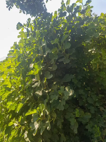 stock image This image features a majestic fig tree in deep green. The tree is covered in lush leaves, which provide a beautiful backdrop. The image is full of life and vitality