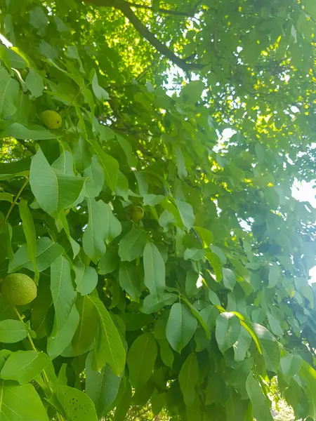 Landscape of green walnut leaves. The leaves are a deep green color, and they are arranged in a lush, undulating pattern. The photo was taken in the summer, and the sun is shining brightly