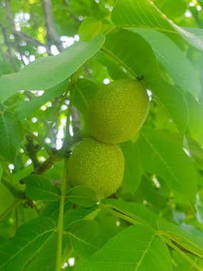 İki cevizin bu yakın plan görüntüsü bu popüler fındıkların güzelliğini ve detaylarını yansıtıyor. Cevizler parlak, pürüzsüz bir yüzeyi olan, zengin yeşil bir renktir.