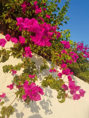 Çiçek açmış begonvilli sarmaşıklar. Sarmaşıklar canlı pembe ve mor çiçeklerle kaplıdır. Çiçekler kümeler halinde dizilir ve çağlayan şelaleler gibi sarmaşıklardan aşağı sarkır.