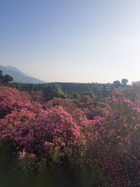 Zakkum çiçekleri tomurcuklanmış. Çiçekler kırmızı, turuncu, sarı ve pembe tonlarıyla bir renk şamatasıdır ve güneş ışığı yaprakların arasından parlayarak benekli bir etki yaratır.