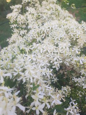 Clematis Ligusticifolia sarmaşığı tamamen çiçek açmış. Asma, tatlı bir kokusu olan küçük beyaz çiçek kümeleriyle kaplıdır. Çiçekler koyu yeşil yapraklarla çevrili.