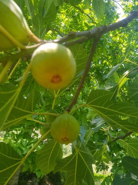 Bu resimde ağaçtan sarkan sulu bir incir var. İncir olgun ve dolgun, açık yeşil bir derisi var. Ağacın yaprakları canlı yeşildir.