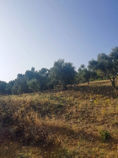 Bu resim bir zeytin ağacı tarlası gösteriyor. Ağaçlar yemyeşil renklidir ve kaplıdır. Arka plan mavi bir gökyüzü.