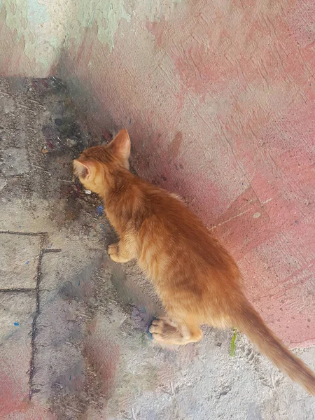 Golden tabby cat eating from the ground. The cat is focused on its meal. The image is well-lit and the cat is in focus. The colors in the image are vibrant and the textures are realistic