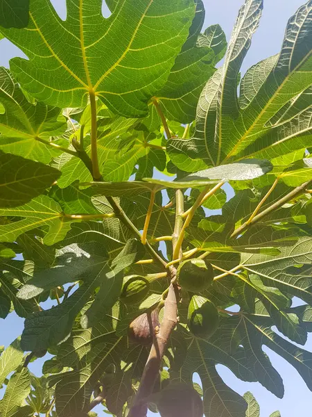 A branch of a fig tree with unripe figs growing on it. The figs are a deep green color and they are covered in a thin layer of fuzz. The figs are still small and they have not yet ripened