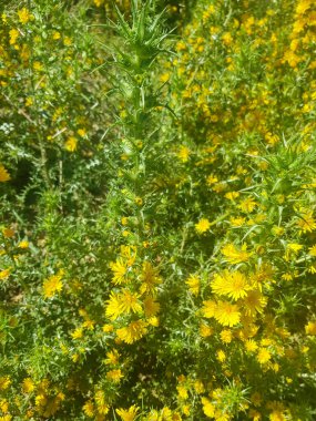 Scolymus Hispanicus 'un güzelliği, Akdeniz' e özgü bir devedikeni. Görüntü iyi aydınlatılmış ve devedikeni odaklanmış. Görüntüdeki renkler canlı ve dokular gerçekçi.