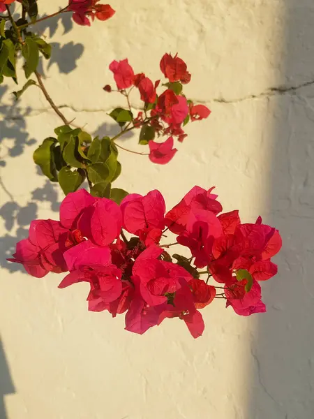 Beyaz arkaplanı olan begonvilli bir sarmaşığın güzelliği. Bougainvillea sarmaşığı canlı pembe bir renktir ve yemyeşil yapraklarla kaplıdır. Beyaz arkaplan çarpıcı bir karşıtlık yaratır