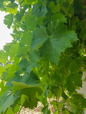 Yeşillik kırsal alanda üzümlerin güzelliği. Asmalar koyu yeşil bir renktir. Üzümler koyu mor renktedir ve yemyeşil yapraklarla çevrilidir.