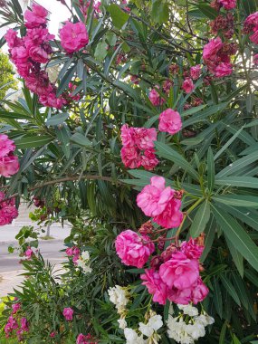 Şehir manzarasında bir zakkum ağacı. Oleander canlı bir pembedir. Görüntü iyi aydınlatılmış ve zakkum ağacı yakın planda. Görüntüdeki renkler canlı ve dokular gerçekçi.