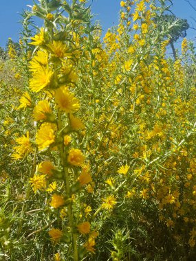 Scolymus Hispanicus çiçekli bitkisi tam çiçek açmış. Bitkinin dikenli yapraklı parlak sarı çiçekleri var. Güneşli bir ortamda görüntü, ve arkaplan mavi gökyüzü ve sarı çiçeklerin karışımı.