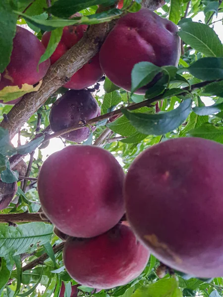 Delicious ripe peaches in the orchard. The peaches are a vibrant purple color. The orchard is lush and green, and the branch are laden with fruit. The image is well-lit and the peaches are in focus