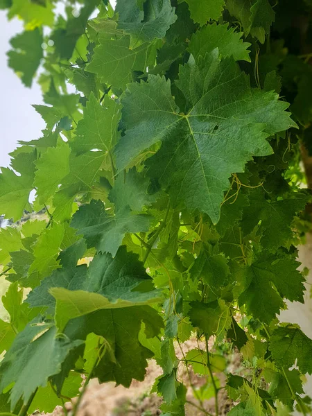 Grapevine leaves. The leaves are a deep green color, and they are covered in small bumps. The veins of the leaves are visible