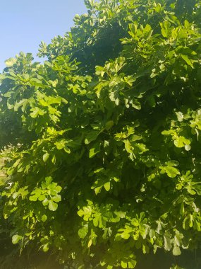 İncir ağacı doğal ortamında dimdik durur. Ağaç yemyeşil yapraklarla kaplıdır. Arka plan açık mavi bir gökyüzü.