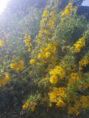 Vahşi doğada çiçek açan bir bitkinin yakın çekimi. Bitki çiçeklerle kaplıdır ve yaprakları koyu yeşil renktedir.