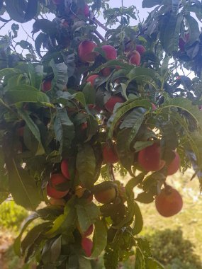 Şeftali ağacı bol miktarda olgun şeftali ile doludur. Şeftaliler güzel bir mor renktir ve dallarda bir araya toplanmışlardır. Ağaç yemyeşil yapraklarla çevrili.