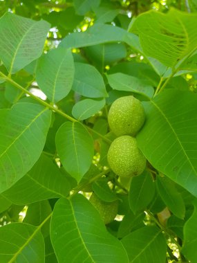 İçinde tohumları olan ceviz kabuğu. Ceviz kabuğu yeşil renktedir ve tohumlar açık yeşil renktedir.