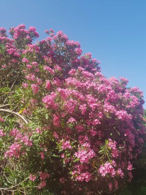 Zakkum çiçeklerinin güzelliği. Çiçekler canlı pembe bir renktedir ve kümeler halinde dizilmişlerdir. Çiçekler yemyeşil yapraklarla çevrilidir ve arka plan açık mavi bir gökyüzüdür.