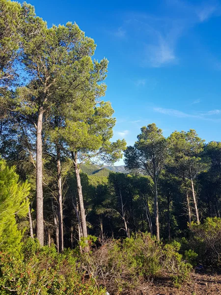Pristine natural landscape, untouched by human development. The pines rise up, covered in lush green forest. The foreground is filled with pines and herb