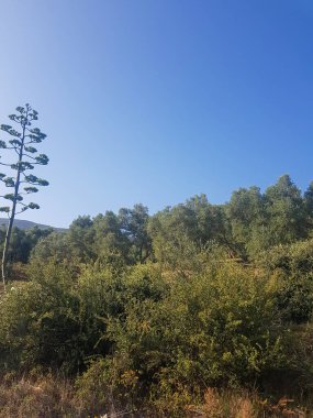 Tam çiçek açmış zeytin ağaçları koruluğu. Sahne, yazın doğanın güzelliğini hatırlatıyor. Zeytin ağaçlarının ve çevreleyen manzaranın güzelliğini yakalıyor.