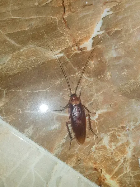 Hamamböcekleri dünyadaki en nefret edilen böceklerden biridir ve özellikle kadınlar tarafından korkulurlar. Çünkü hamamböcekleri genellikle pislik, pislik ve hastalıklarla ilişkilendirilir.