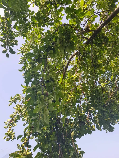 A plum tree bursting with plums on its branches. The plums are a deep purple and green color, and they are clustered together in a way that is both beautiful and bountiful