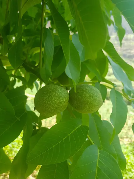 Close-up of a branch of walnut tree, laden with unripe nuts. The walnuts are a rich green color. The branch is covered in leaves, which are a deep green color. The image is full of life and vitality
