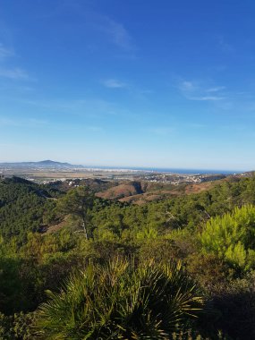 Gizemli ve dingin orman manzarası. Ağaçlar uzun ve incedir ve yaprakları koyu yeşildir. Güneş ışınları güzellik ve ihtişam hissi yaratır ve resim hayat ve canlılık doludur.