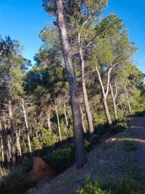 Ağacın yaprakları arasında parlayan bir güneş ışığı orman zemininde noktalı bir etki yaratıyor. Güneş ışığı altın rengidir ve ağaçların arasında neşeli bir şekilde dans eder.