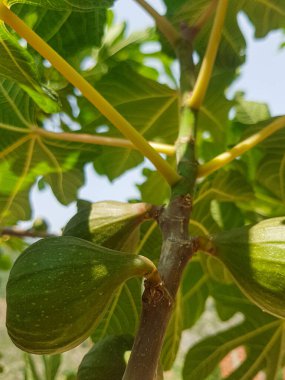 İncir meyvesinin yakın çekimi, bereket ve bolluğun sembolü. İncir koyu yeşil bir renktir ve mükemmel yuvarlak ve dolgundur. İncir yemyeşil yapraklarla çevrili.