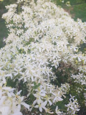 Clematis Ligusticifolia üzümü, beyaz çiçek kümeleriyle kokulu bir sarmaşık. Çiçekler narin beyaz bir renktir ve mükemmel bir şekilde şekillenmişlerdir. Sarmaşık yemyeşil yapraklarla kaplıdır.