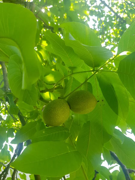 A close-up of a branch of a walnut tree, laden with ripe walnut seeds. The seeds are a rich green color, and they are surrounded by lush green leaves