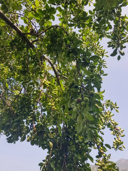 A branch of a plum tree laden with unripe plums. The plums are a deep green color, and they are perfectly round and plump. The branch is a vibrant green color, and it is full of life and vitality