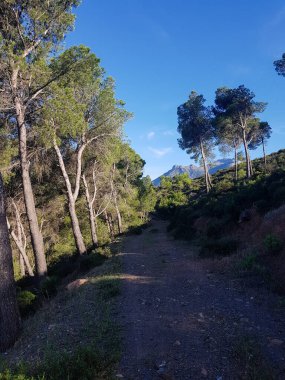 Güneşli bir yol yemyeşil bir ormanın içinden esiyor. Yol uzun ağaçlarla kaplı ve yaprakların arasından süzülen güneş ışınları yerde noktalı bir etki yaratıyor.