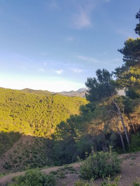 Evergreen Ormanı. Ağaçlar uzun ve görkemli ve dalları yemyeşil iğnelerle dolu. Hava çam ağacının taze kokusuyla doludur.