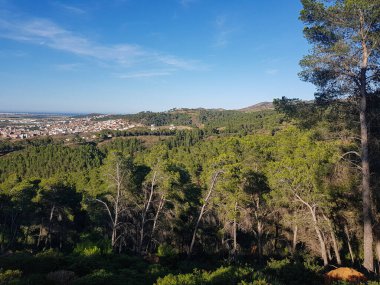 Görkemli bir çam ormanında yolculuk. Ağaçlar uzun ve incedir, koyu yeşil iğneleri vardır. Ağaçlar bir araya toplanarak sık bir orman oluşturuyor. Güneş ağaçların arasından parlıyor.