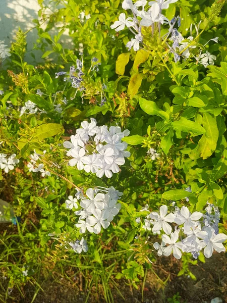 Çiçek açmış güzel beyaz bir su altı auriculata bitkisi. Bitki yıldızlara benzeyen küçük beyaz çiçek kümeleriyle kaplıdır. Çiçekler koyu yeşil yapraklarla çevrili.