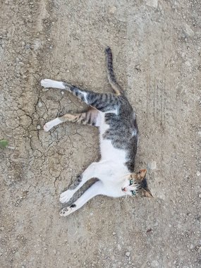 Rahat bir şekilde yerde yatan sevimli bir kedi. Kedi gri ve beyaz kürklü tekir bir kedidir.