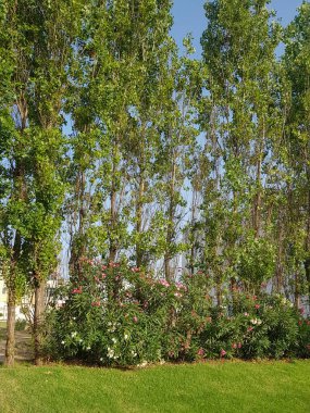 Doğada ağaç köküne yakın çekim. Kökleri ağaçtır.