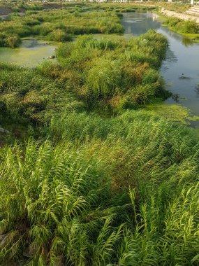 Nehirde yükselen dev sazlıkların olduğu dramatik bir şehir manzarası. Sazlıklar yemyeşil bir renktir. Görüntü hem güzel hem de görkemli.