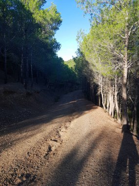 Dolambaçlı toprak yol yemyeşil bir ormanda esiyor, merak ve gizem hissi yaratıyor. Yol uzun ağaçlar, yemyeşil bitkiler ve kır çiçekleriyle çevrilidir. Güneş ağaçların arasından parlıyor.