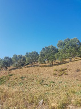 Yaz manzarasında zeytin ağacı tarlası. Ağaçlar uzun ve yeşil, yaprakları rüzgarda hışırdıyor. Güneş ışıl ışıl parlıyor ve gökyüzü açık mavi. Huzurlu ve huzurlu bir sahne.