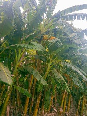 Bir muz ağacının gövdesine yakın çekim, büyük, yeşil yapraklarıyla. Gövdesi kahverengi ve pürüzlü, kabuğu soyulmuş. Yapraklar yelpaze şeklinde ve parlak bir parıltısı var.