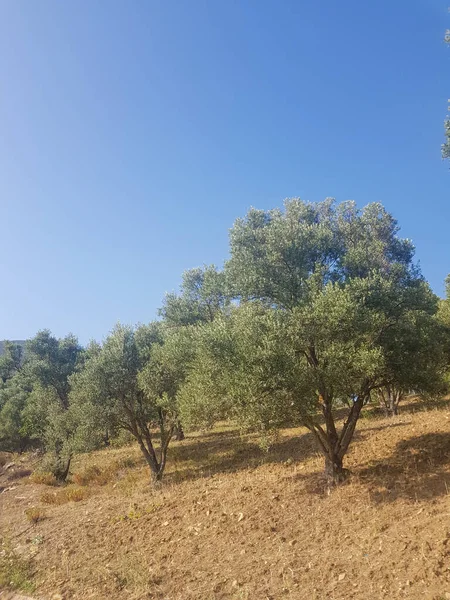 A majestic row of olive trees in a Mediterranean landscape. The trees are tall and slender, with their twisted trunks and silvery leaves. The background is a blue sky