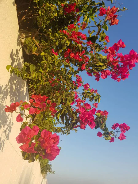A vibrant bougainvillea vine climbing a house wall. The vine is covered in clusters of bright pink flowers, which are in full bloom. The flowers are a beautiful contrast to the white stucco wall