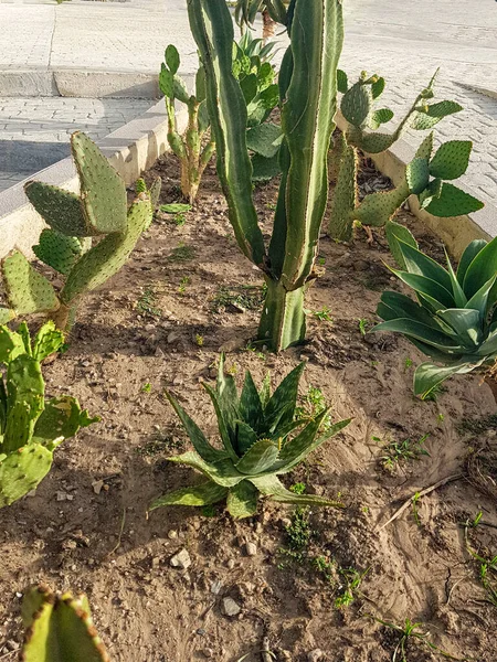 Çeşitli sulu ve kaktüslü ev bahçesi. Bitkiler arasında Opuntia Rita, omurgasız yukka ve Euphorbia Eretria bulunmaktadır. Arka plan bir toprak.