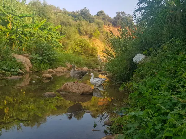 Bir Toulouse kazları, Fas manzarasının arka planına karşı vadideki kayaların üzerinde gururla durur. Kaz büyük, beyaz bir kuştur. Siyah bir boynu, başı ve diğer gri tüyleri vardır.