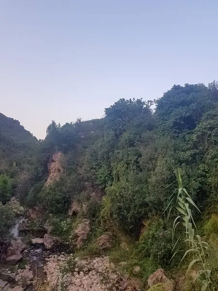 Küçük bir zakkum yığını ve böğürtlen çalılarının güzelliği. Zakkum çalıları, parlak pembe çiçekleriyle tam çiçeklenmiştir. Böğürtlen çalıları koyu yeşil yapraklar ve küçük