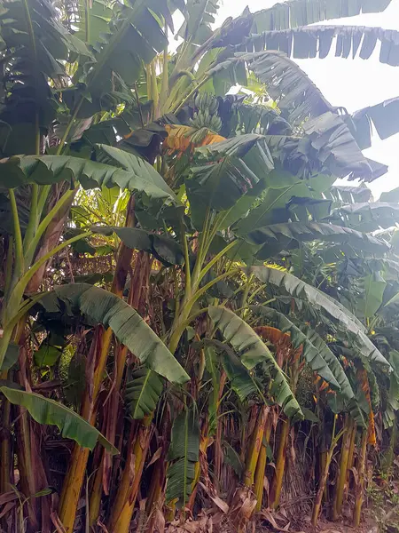 Banana plants as a symbol of fertility and abundance, which are a symbol of fertility and abundance in nature. The banana plant is a tall, leafy plant that produces clusters of bananas